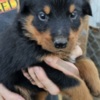 Rottweiler Rottweiler Pups