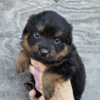 Rottweiler Rottweiler Pups