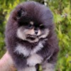 Pomeranian Pomeranian Spitz puppies