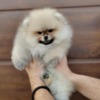 Pomeranian Pomeranian Spitz puppies