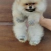 Pomeranian Pomeranian Spitz puppies