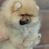 Pomeranian Pomeranian Spitz puppies
