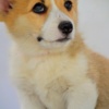Welsh Corgi, Pembroke Welsh Corgi Pembroke puppies