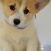 Welsh Corgi, Pembroke Welsh Corgi Pembroke puppies