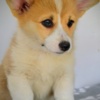 Welsh Corgi, Pembroke Welsh Corgi Pembroke puppies