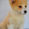Welsh Corgi, Pembroke Welsh Corgi Pembroke puppies