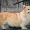 Welsh Corgi, Pembroke Welsh Corgi Pembroke puppies