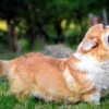 Welsh Corgi, Pembroke Welsh Corgi Pembroke puppies