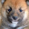 Shiba Inu Shiba Inu puppies