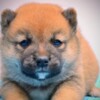 Shiba Inu Shiba Inu puppies