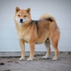 Shiba Inu Shiba Inu puppies