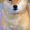 Shiba Inu Shiba Inu puppies