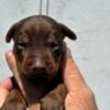 Doberman Pinscher Doberman puppies for sale