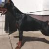 Doberman Pinscher Doberman puppies for sale