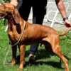 Vizsla Hungarian Shorthaired Vizsla – Puppies