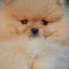 Pomeranian Pomeranian Spitz puppies