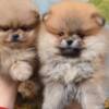 Pomeranian Pomeranian Spitz puppies