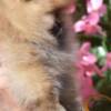 Pomeranian Pomeranian Spitz puppies