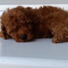 Poodle Toy Red Poodle – Beautiful Puppies for Sale
