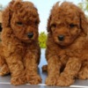 Poodle Toy Red Poodle – Beautiful Puppies for Sale