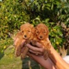 Poodle Toy Red Poodle – Beautiful Puppies for Sale
