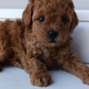 Poodle Toy Red Poodle – Beautiful Puppies for Sale