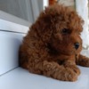 Poodle Toy Red Poodle – Beautiful Puppies for Sale