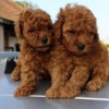 Poodle Toy Red Poodle – Beautiful Puppies for Sale