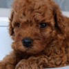 Poodle Toy Red Poodle – Beautiful Puppies for Sale