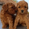 Poodle Toy Red Poodle – Beautiful Puppies for Sale