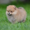 Pomeranian Pomeranian Spitz – Beautiful Puppies