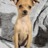 Miniature Pinscher Min Pin and Chipin Puppies!!