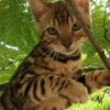 Bengal Bengal Kittens
