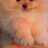 Pomeranian Pomeranian Spitz puppies