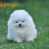 Pomeranian Pomeranian Spitz puppies
