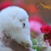 Pomeranian Pomeranian Spitz puppies