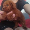 Poodle Red TOY PUDLE, beautiful puppies