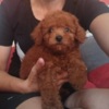 Poodle Red TOY PUDLE, beautiful puppies
