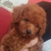 Poodle Red TOY PUDLE, beautiful puppies
