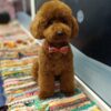 Poodle Red Poodle – Puppies for Sale