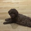 Poodle Red Poodle – Puppies for Sale