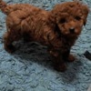 Poodle Red Poodle – Puppies for Sale