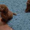 Poodle Red Poodle – Puppies for Sale