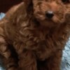 Poodle Red Poodle – Puppies for Sale