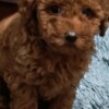 Poodle Red Poodle – Puppies for Sale