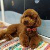 Poodle Red Poodle – Puppies for Sale