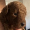 Poodle Red Poodle – Puppies for Sale