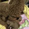 Poodle Red Poodle – Puppies for Sale
