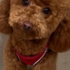 Poodle Red Poodle – Puppies for Sale