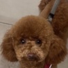 Poodle Red Poodle – Puppies for Sale